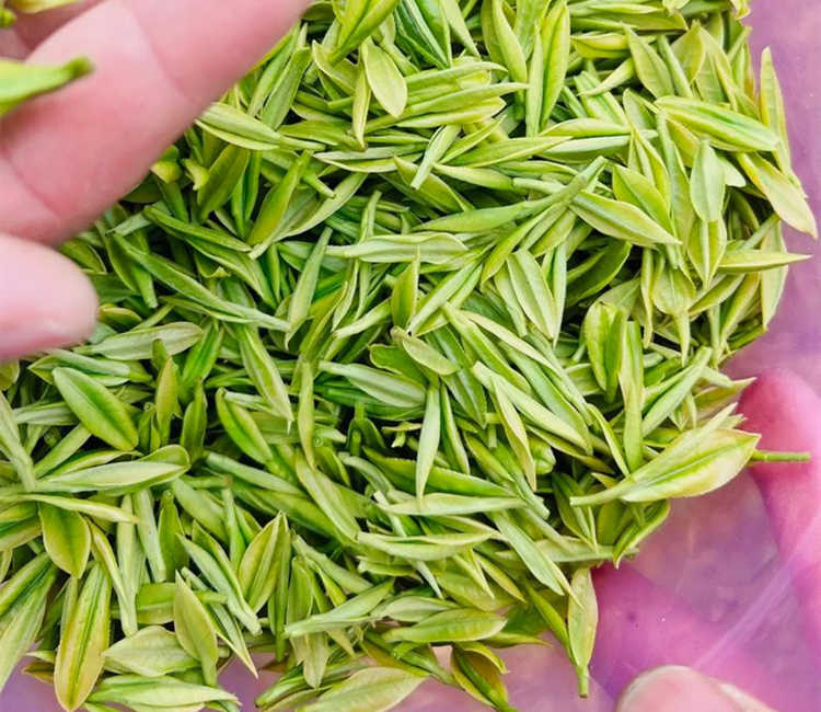 焦作解放区安吉白茶专卖店，解放安吉白茶【价格、图片、地址、联系方式】