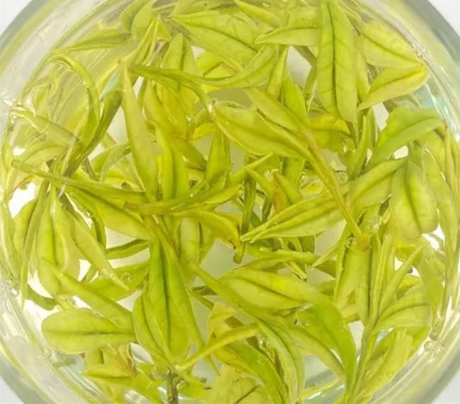 烟台蓬莱安吉白茶专卖店，山东蓬莱安吉白茶【价格、图片、地址、联系方式】