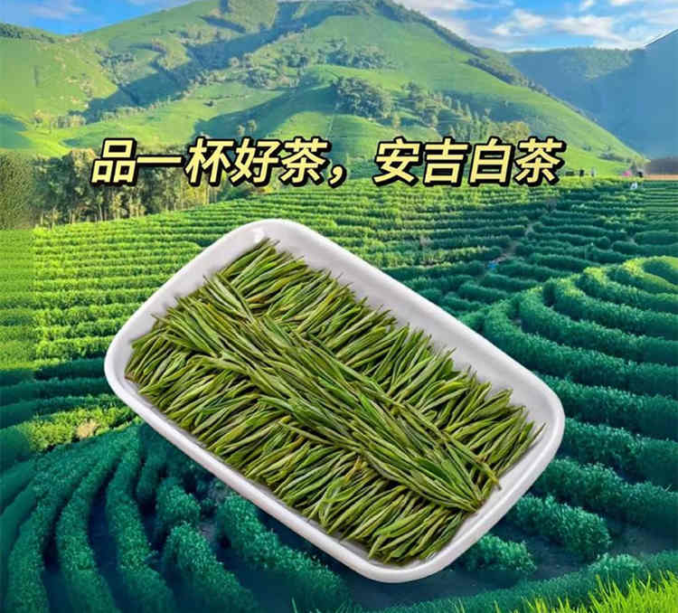原产地安吉白茶怎么找，正宗安吉白茶茶农直销