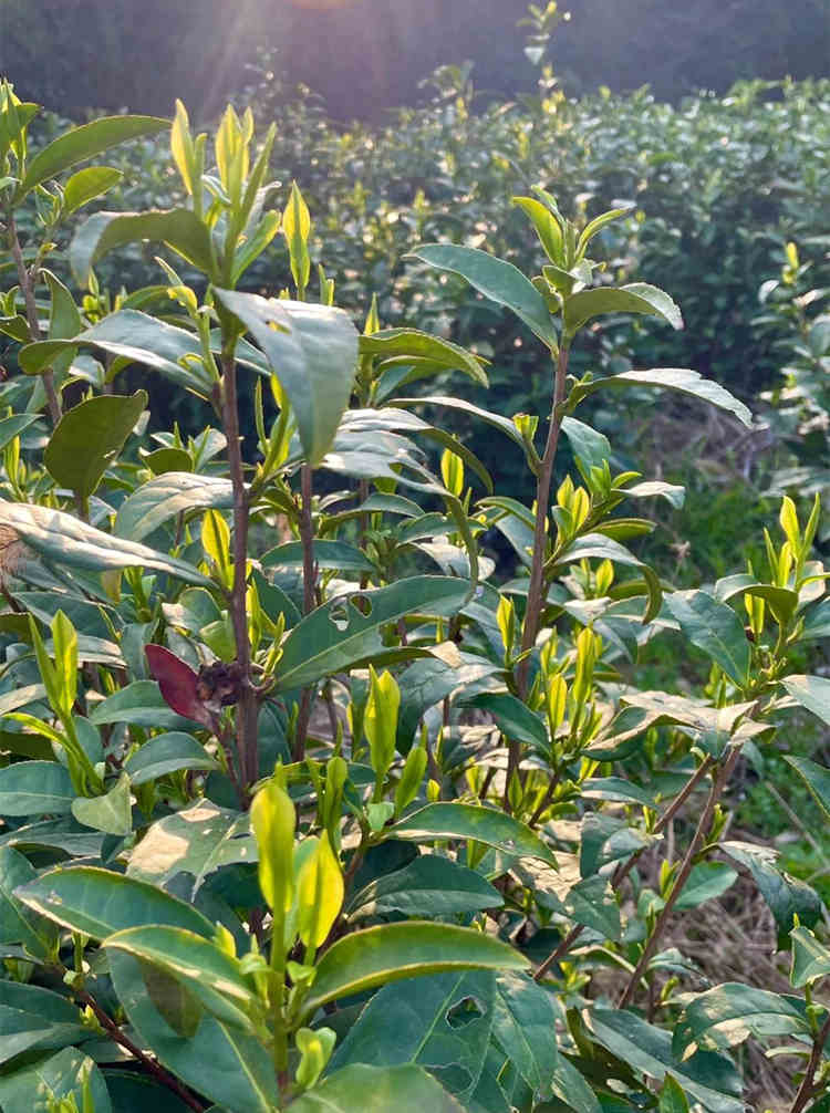 黄金芽与安吉白茶的区别有哪些